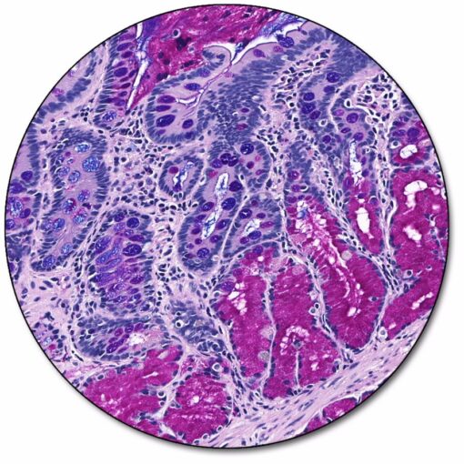 Alcian blue staining - دید سبز Alcian blue staining